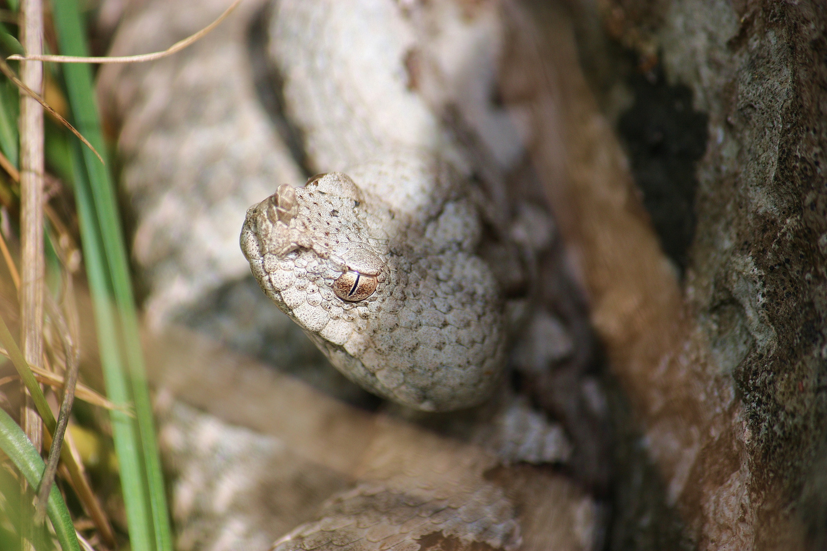 Europ. Hornotter ( V.a.ammodytes)