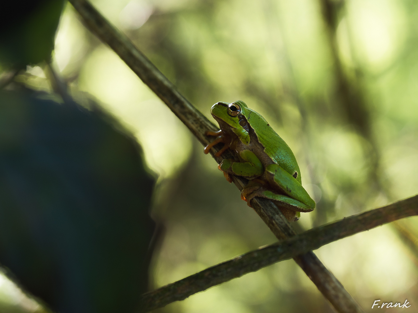 Europ. Laubfrosch 