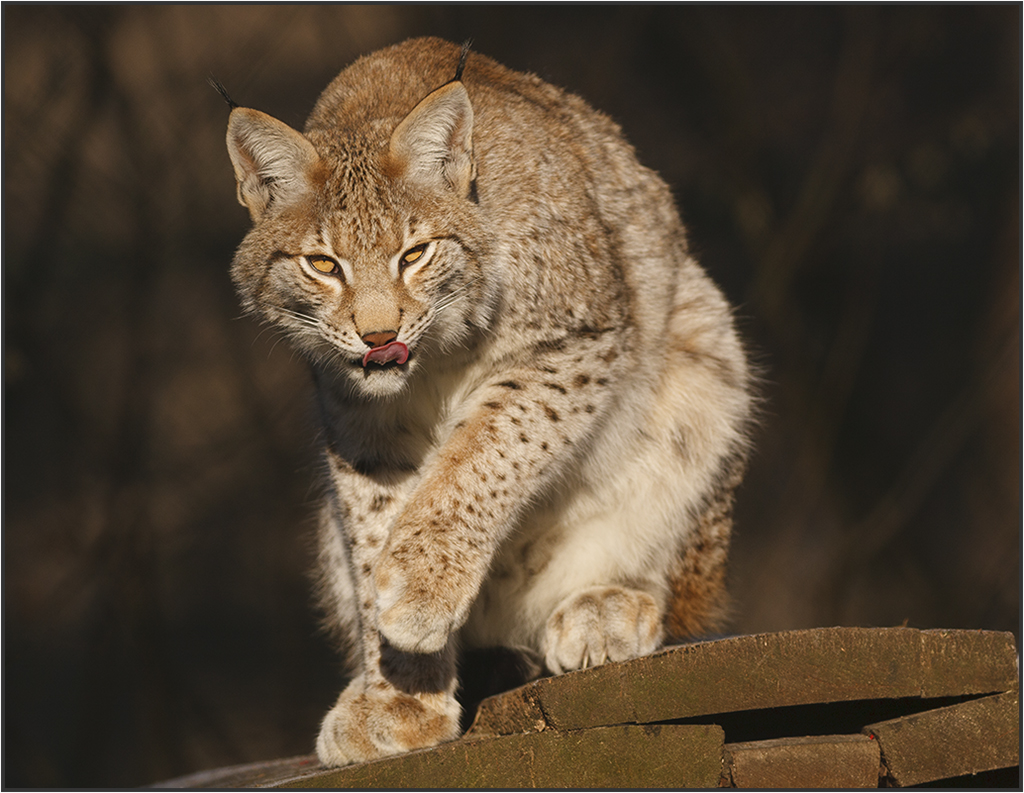 europ. Luchs