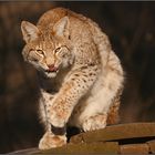 europ. Luchs