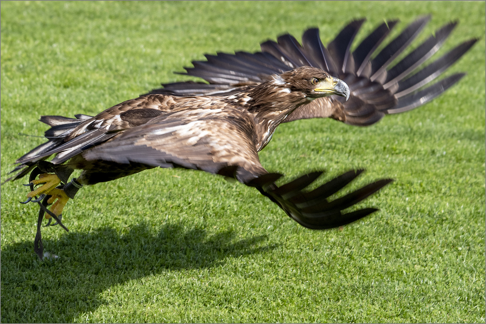 Europ Seeadler