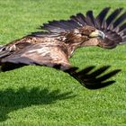 Europ Seeadler