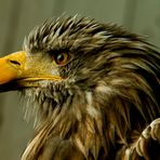 europ. seeadler