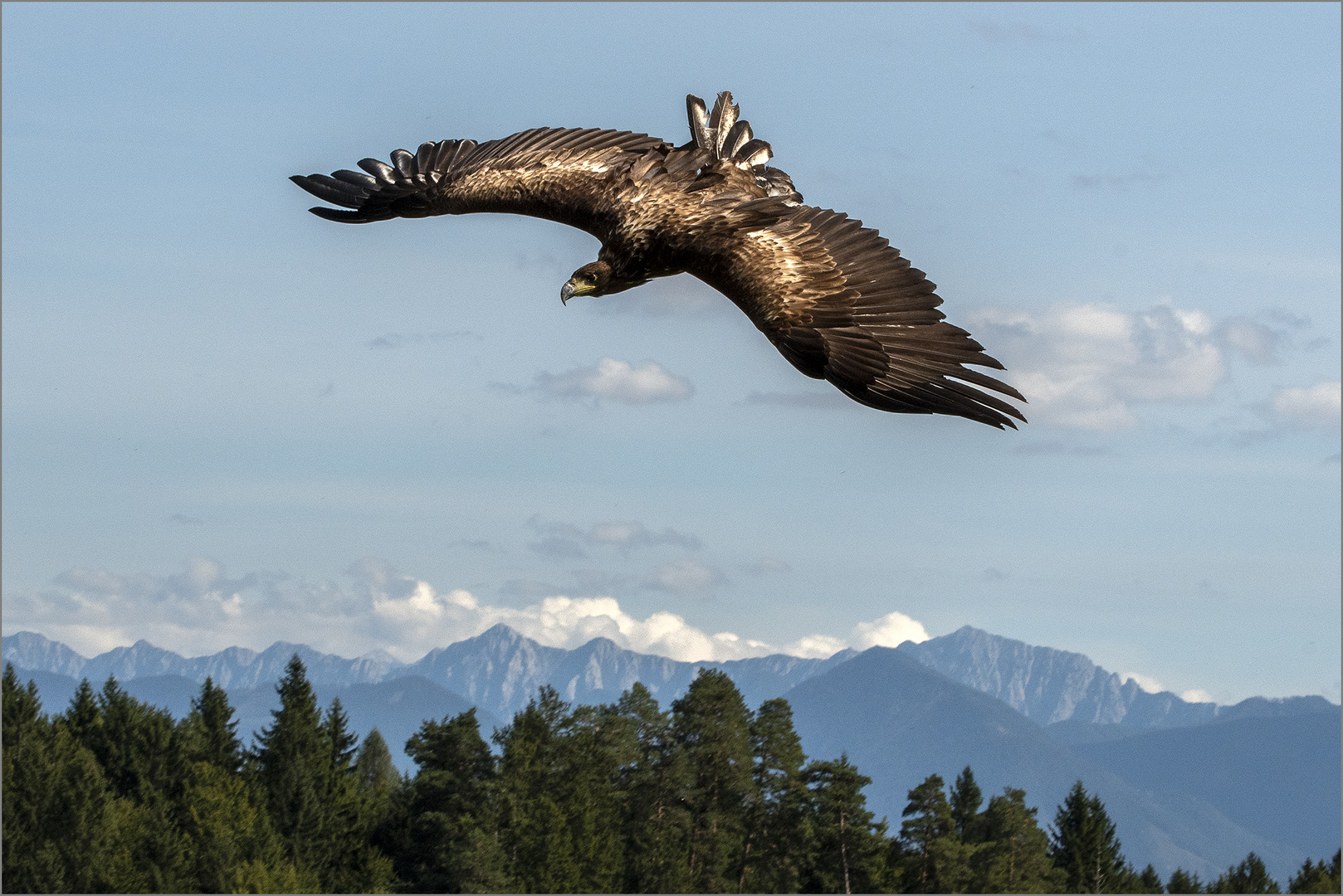 Europ Seeadler