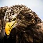 Europ. Seeadler auf Burg Guttenberg.