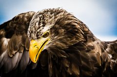 Europ. Seeadler auf Burg Guttenberg.