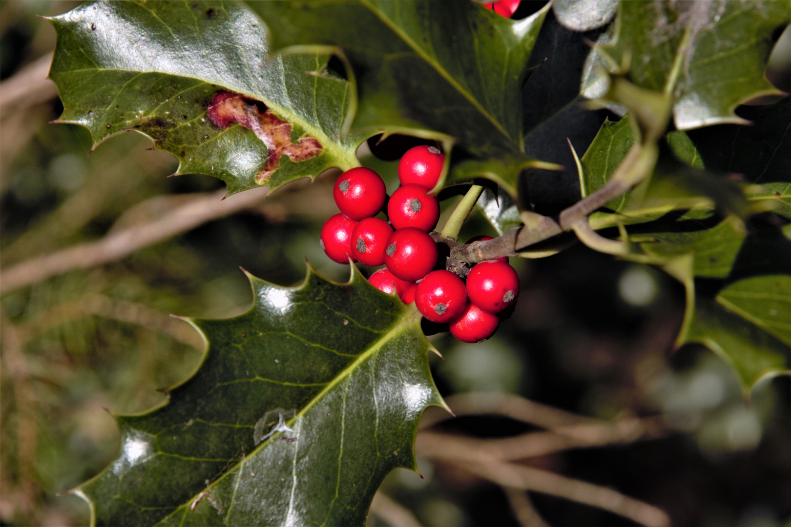 Europ. Stechpalme Foto & Bild sonne, natur, landschaft Bilder auf