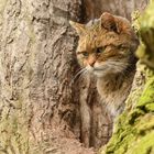 europ. Wildkatze