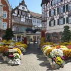 Europa Park investit dans les chrysanthèmes....