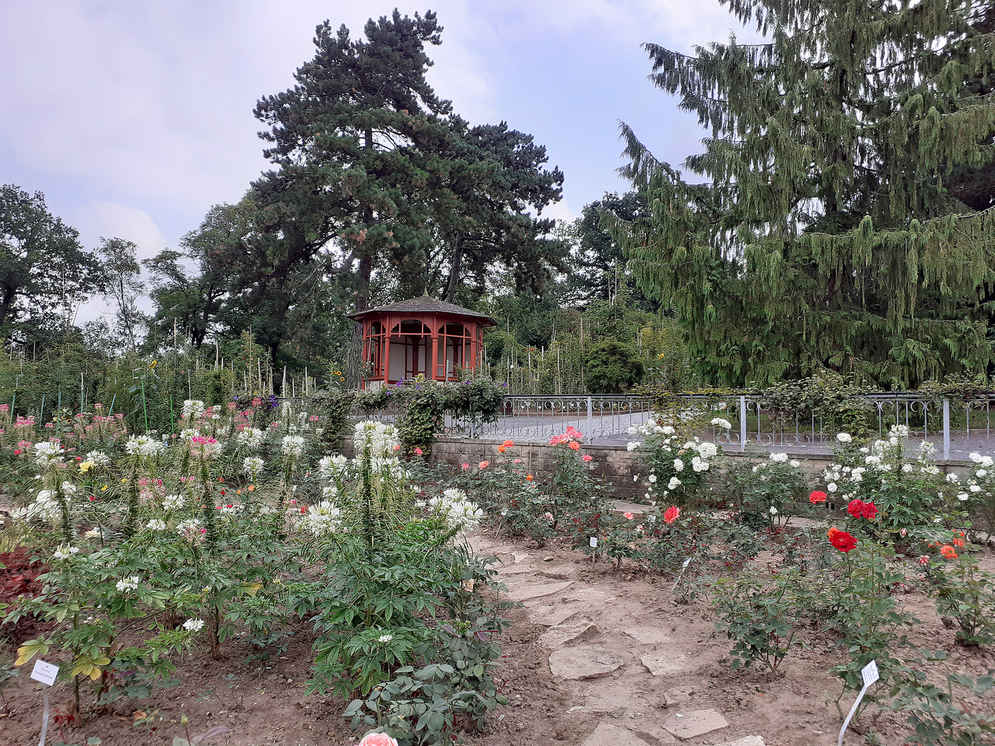 Europa-Rosarium (3) Foto & Bild | deutschland, europe, sachsen- anhalt ...