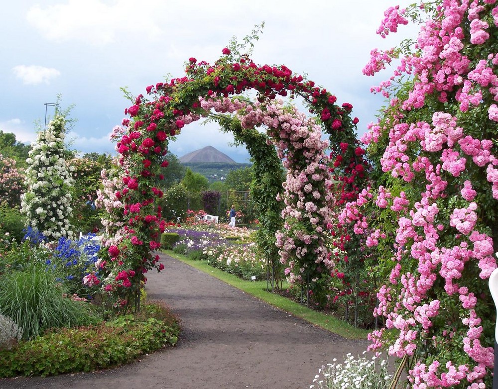 Europa-Rosarium Sangerhausen