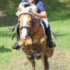 Europachampionat für Haflinger 2006 - Geländereiten