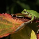 europä. laubfrosch