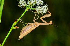 Europäiische Gottesanbeterin (Mantis religiosa), Weibchen