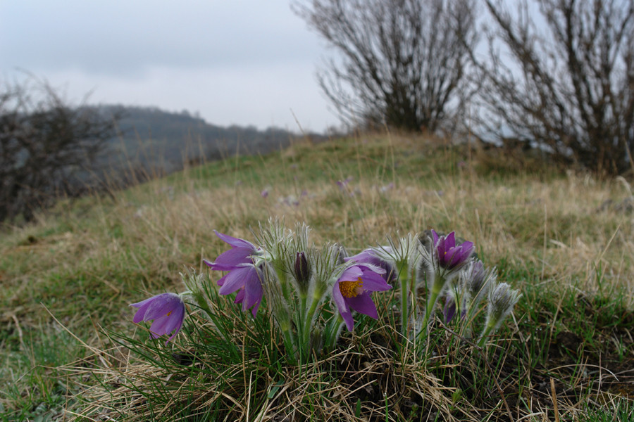 Europäisch bedeutsame Arten (1): die Finger-Kuhschelle (Pulsatilla patens)