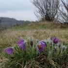 Europäisch bedeutsame Arten (1): die Finger-Kuhschelle (Pulsatilla patens)