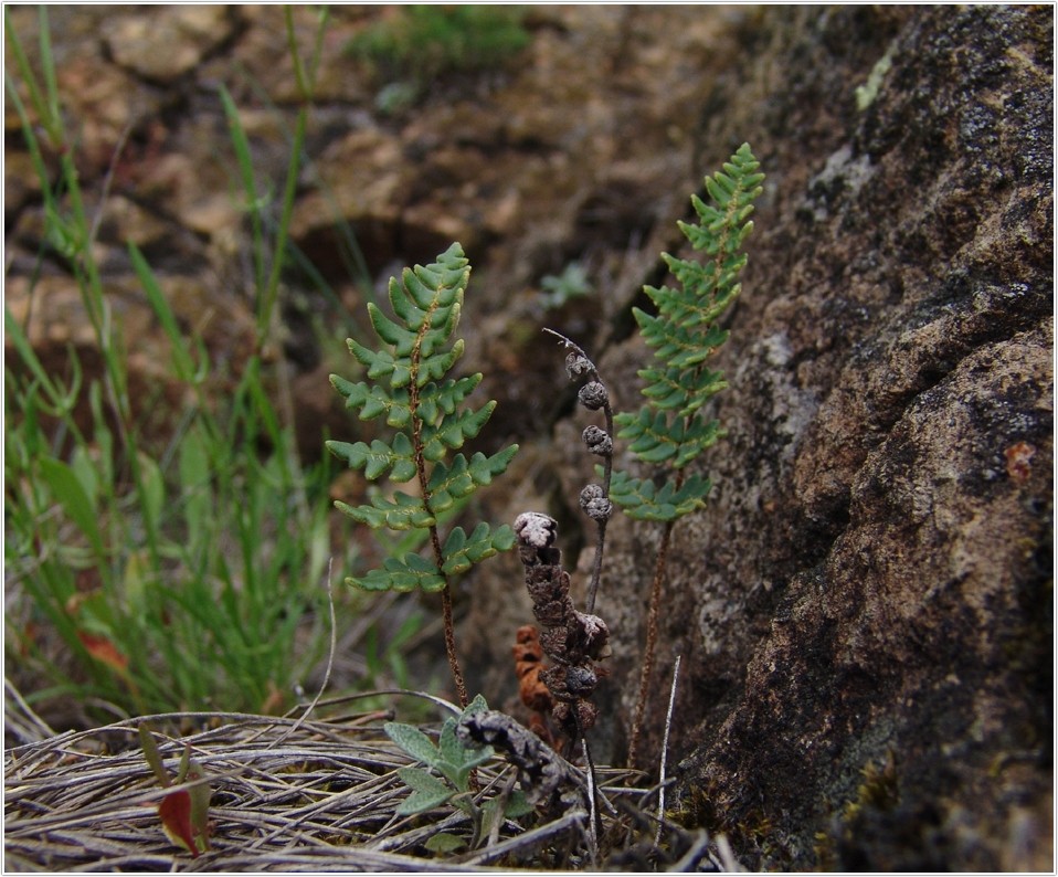 Europäisch bedeutsame Arten (2): Der Pelzfarn (Notholaena maranthae)