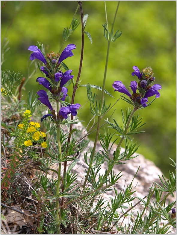 Europäisch bedeutsame Arten (3): Der Südliche Drachenkopf (Dracocephalum austriacum)