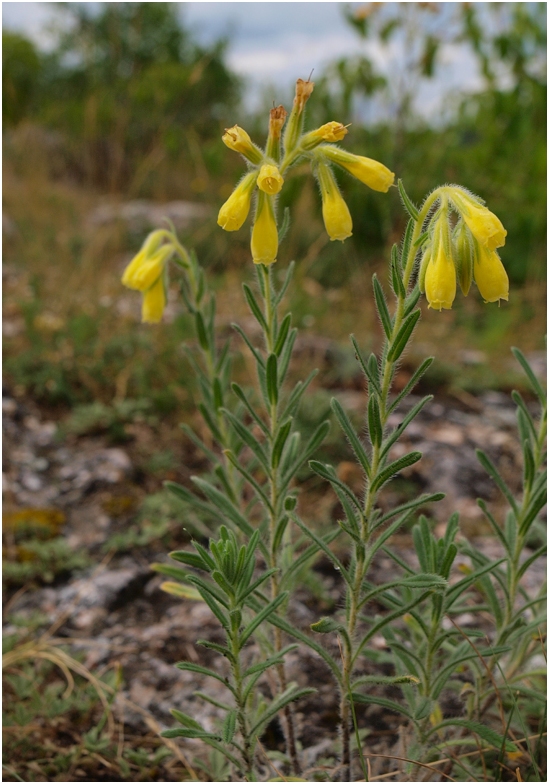 Europäisch bedeutsame Arten (4): Tornaer Lotwurz (Onosma tornensis)