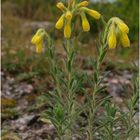 Europäisch bedeutsame Arten (4): Tornaer Lotwurz (Onosma tornensis)