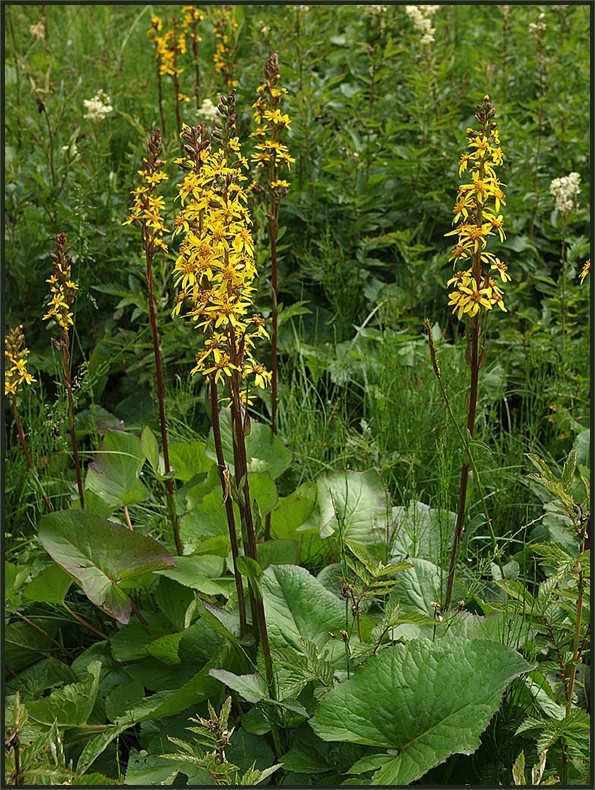 Europäisch bedeutsame Arten (5): Sibirischer Goldkolben (Ligularia sibirica)