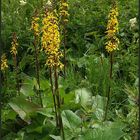 Europäisch bedeutsame Arten (5): Sibirischer Goldkolben (Ligularia sibirica)