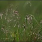 Europäisch bedeutsame Arten (6): der Steppenhafer (Helictotrichon desertorum)