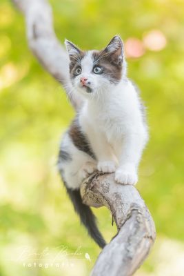 Europäisch Kurzhaar