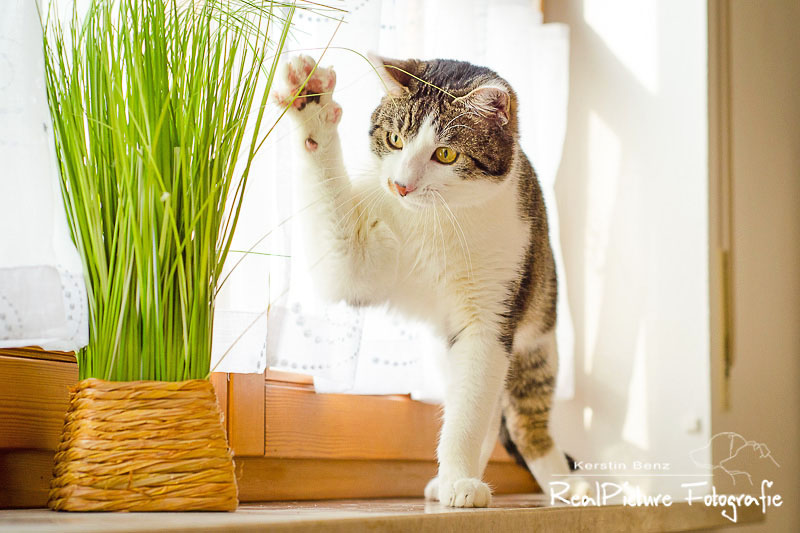 Europäisch Kurzhaar Kater Giacomo