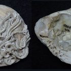 Europäische Auster mit Kalkröhrenwurm (Serpel)
