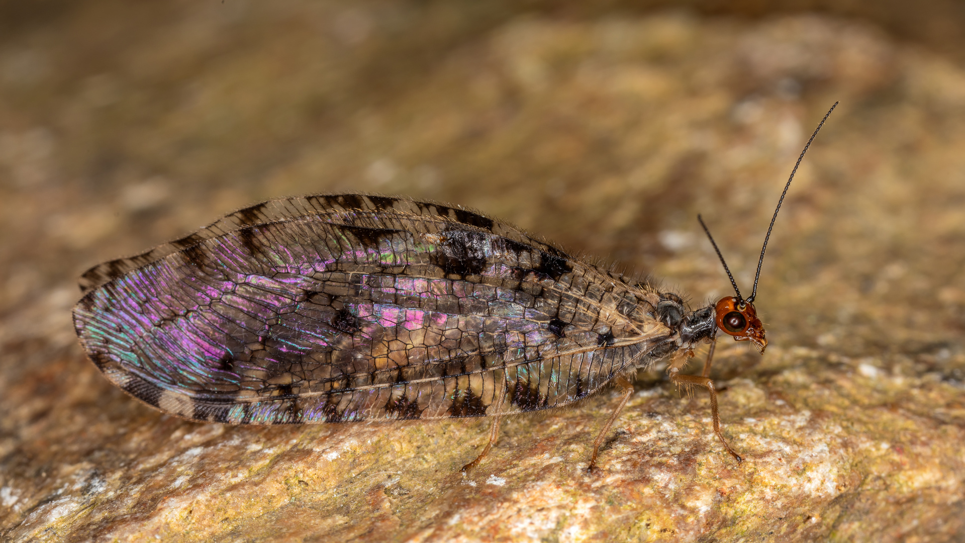 Europäische Bachhaft (Osmylus fulvicephalus)