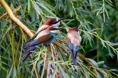 Europäische Bienenfresser