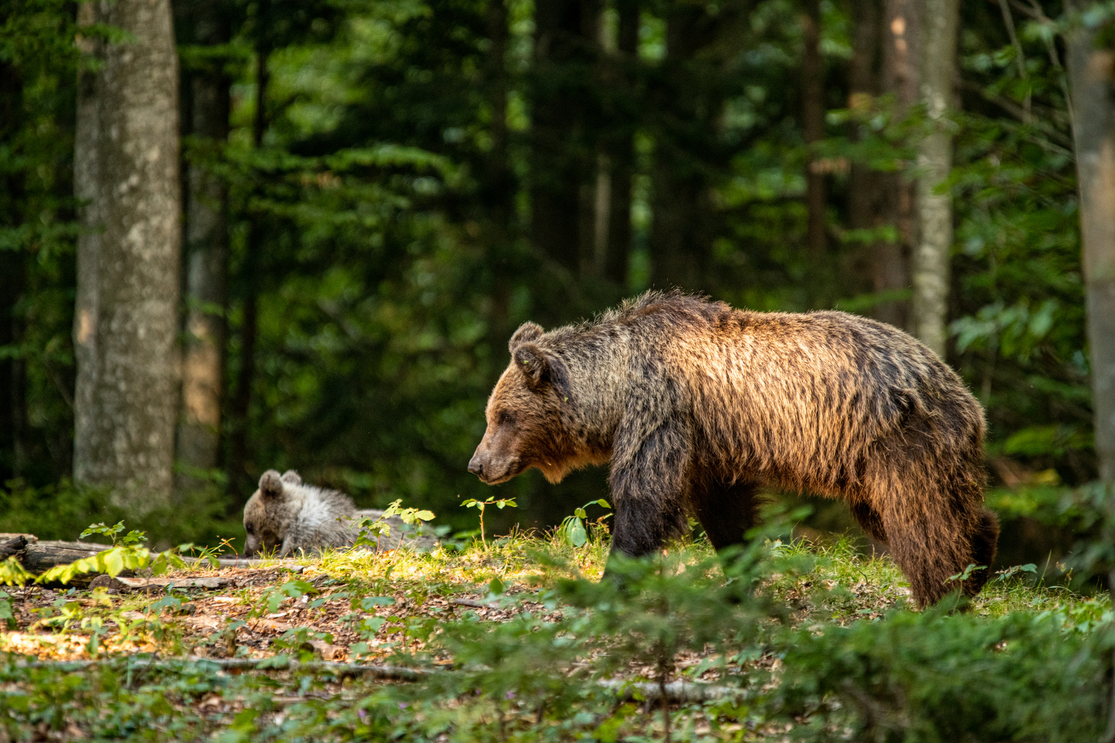 Europäische Braunbären