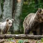 Europäische Braunbären