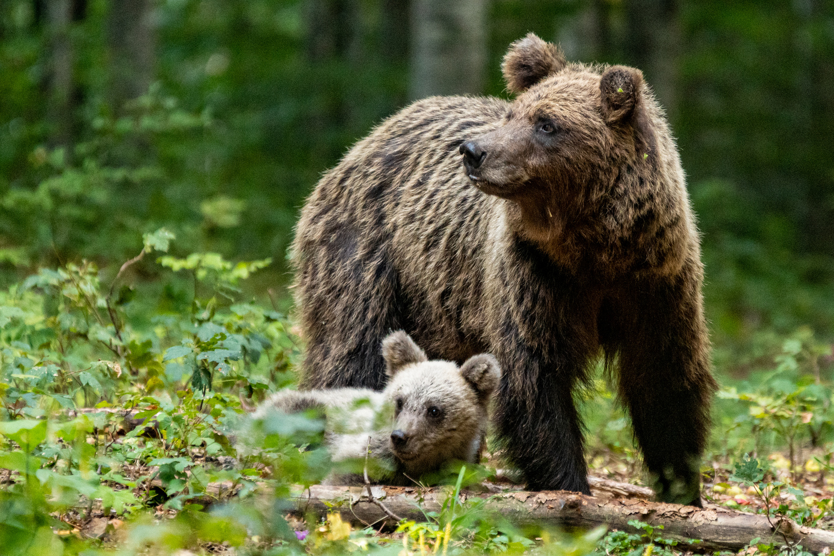 Europäische Braunbären