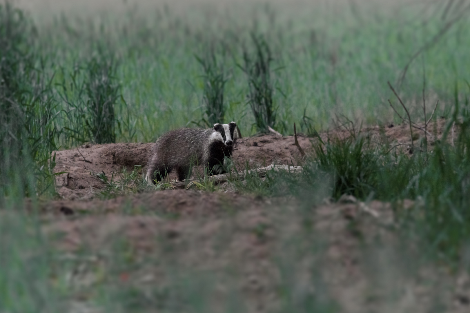 Europäische Dachs (Meles meles)