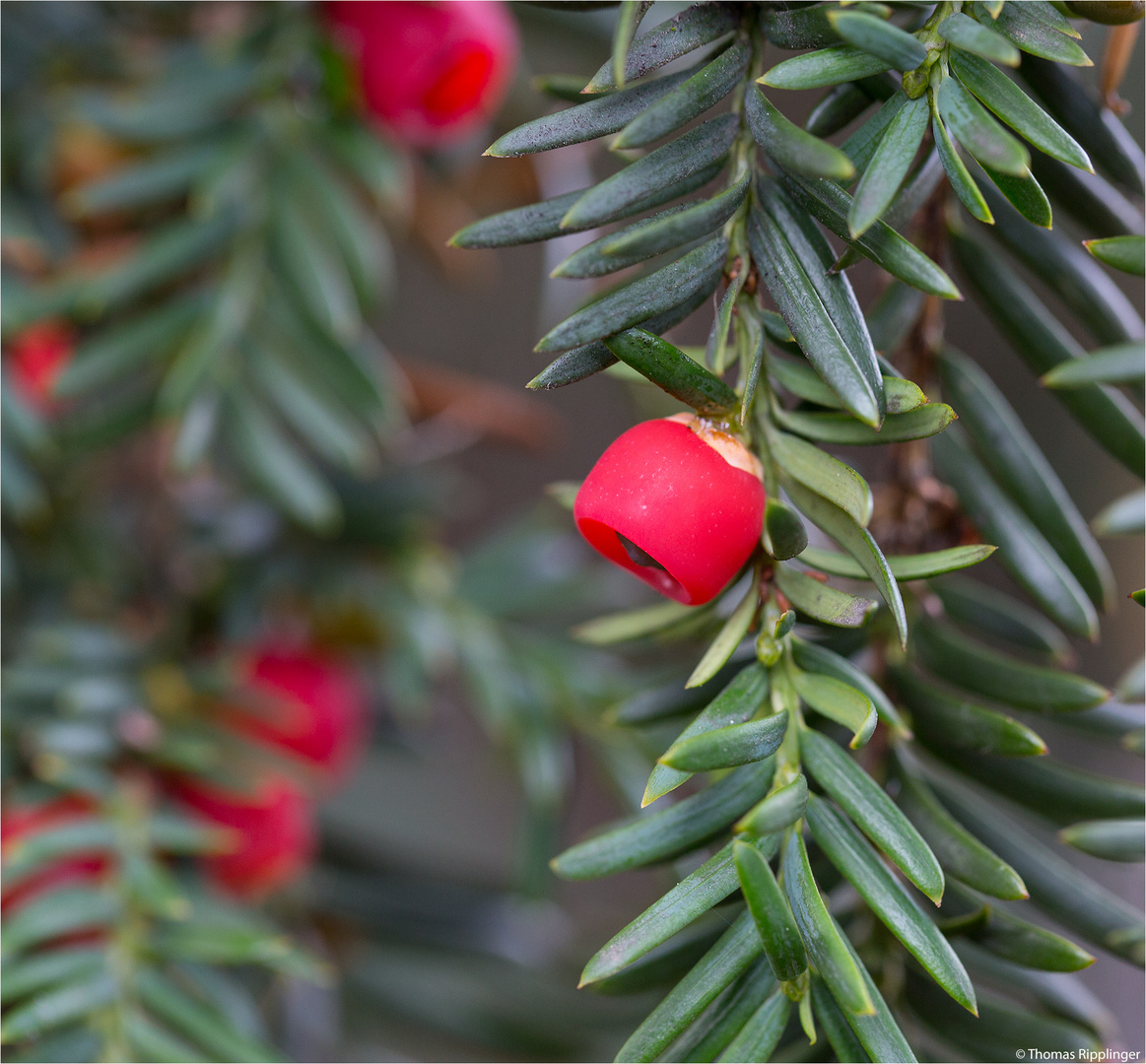 Europäische Eibe (Taxus baccata).. Foto & Bild pflanzen, pilze