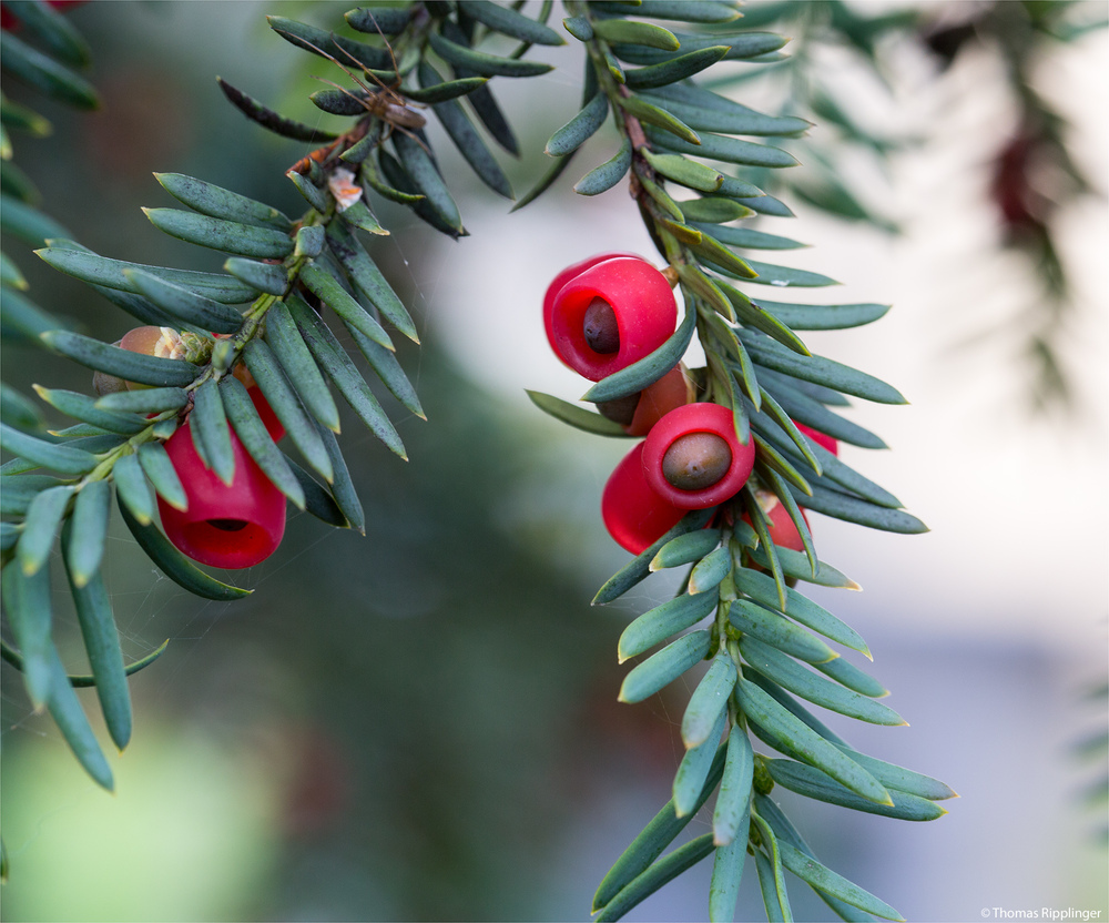 Europäische Eibe (Taxus baccata)