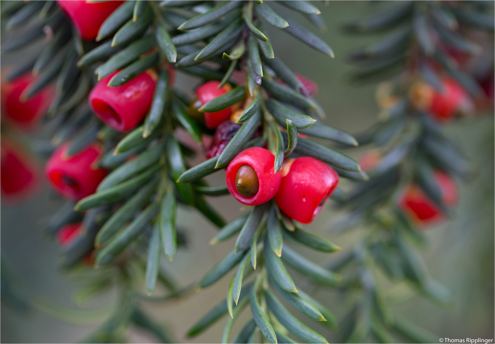 Europäische Eibe (Taxus baccata).