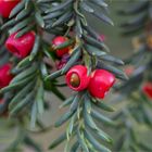 Europäische Eibe (Taxus baccata).