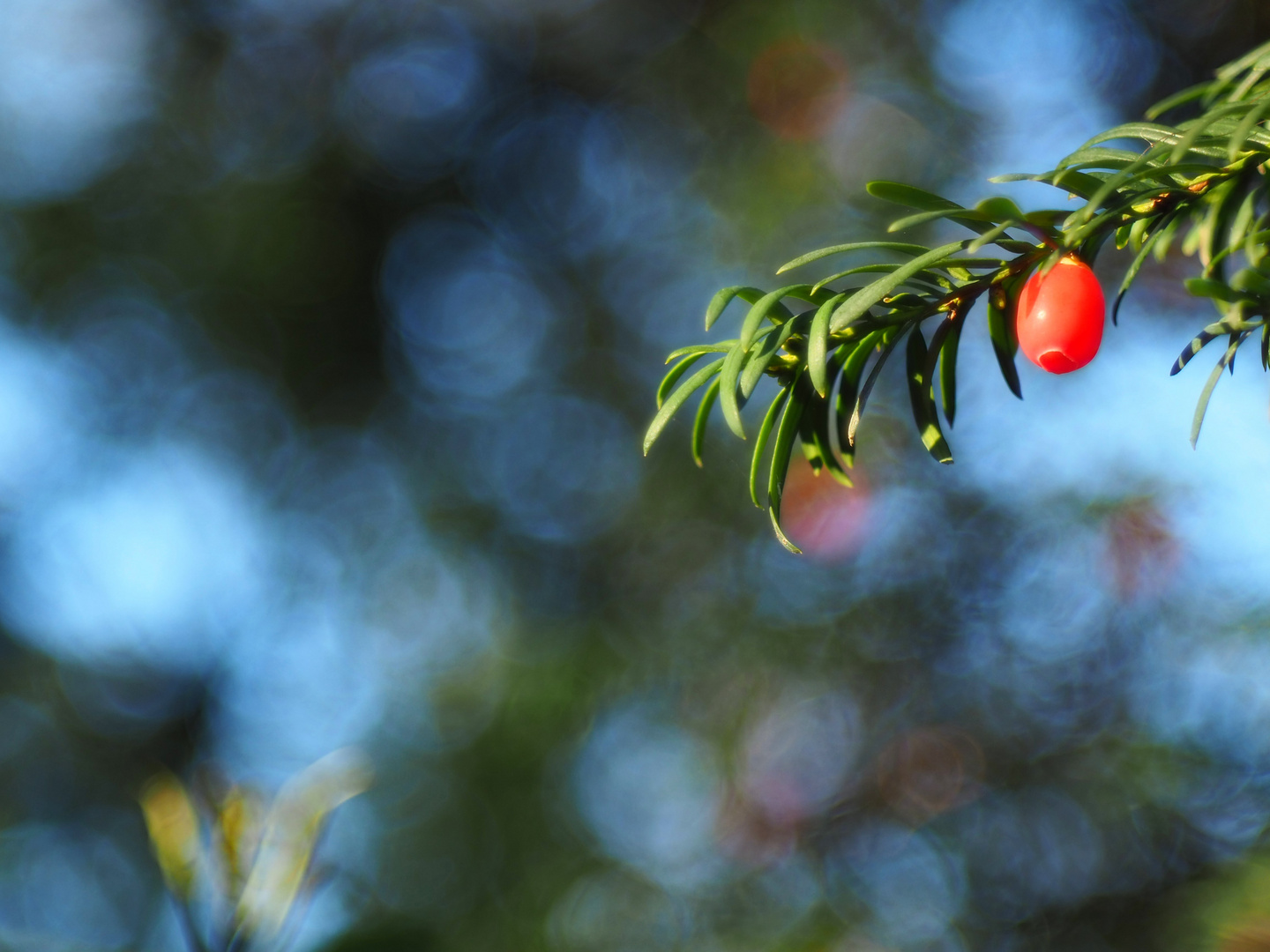 Europäische Eibe (Taxus baccata)