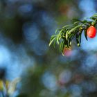 Europäische Eibe (Taxus baccata)