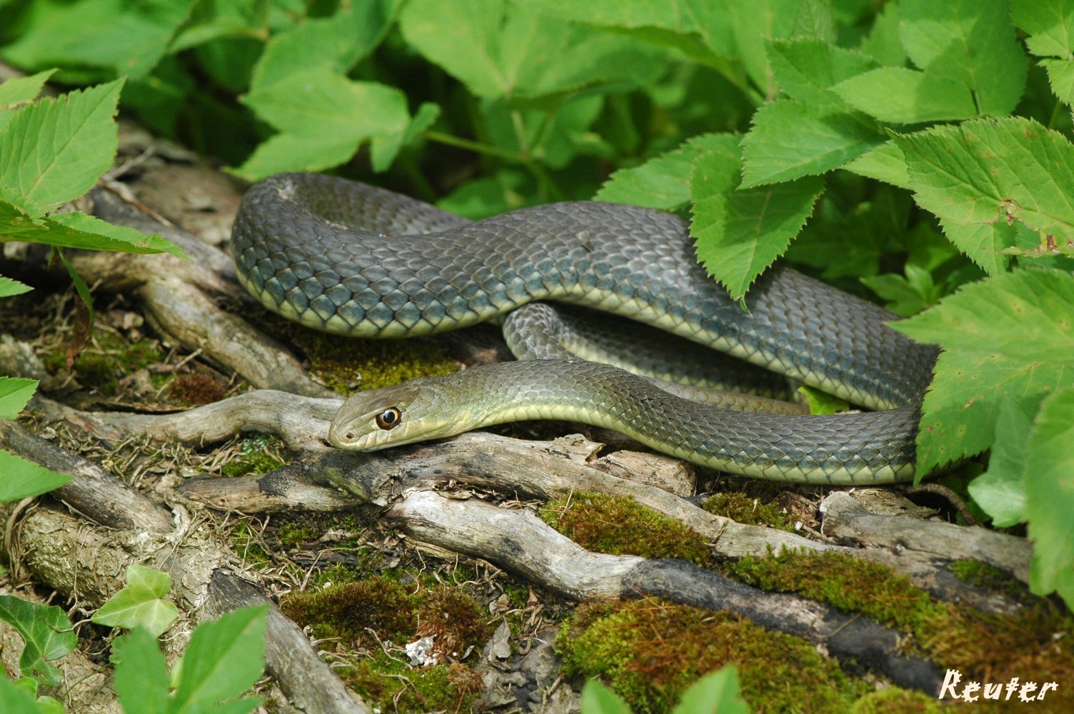 Europäische Eidechsennatter (Malpolon insignitus fuscus,)