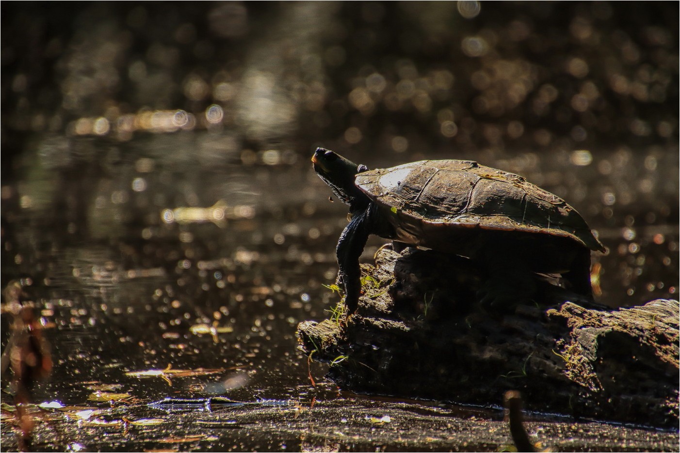 Europäische Flußschildkröte