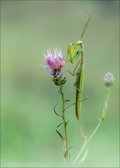 Europäische Gottesanbeterin