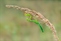 Europäische Gottesanbeterin