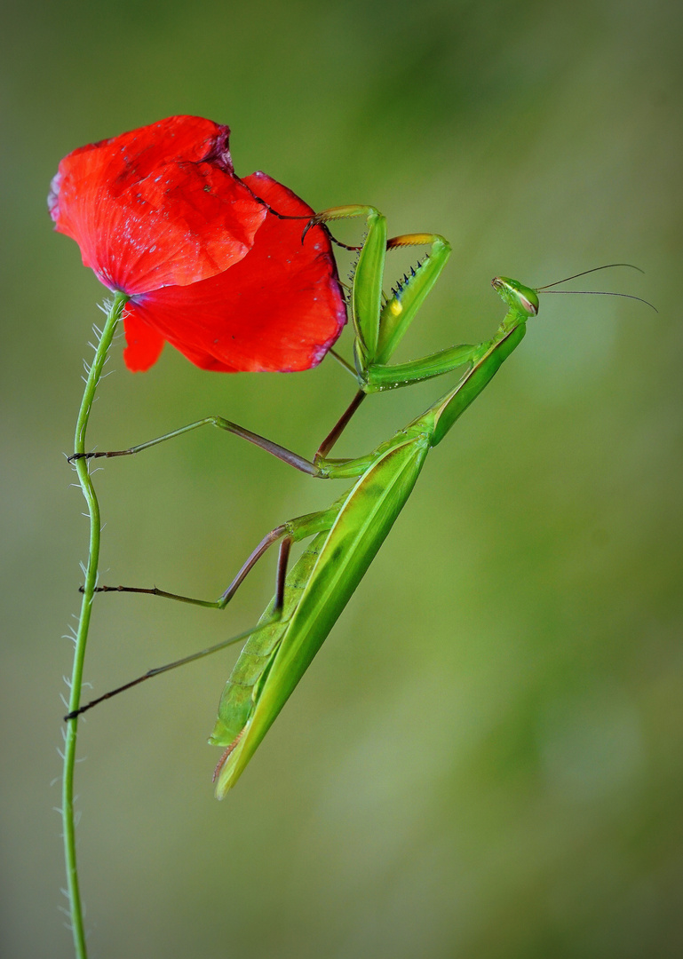 Europäische Gottesanbeterin auf Mohn.