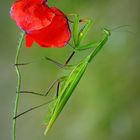 Europäische Gottesanbeterin auf Mohn.