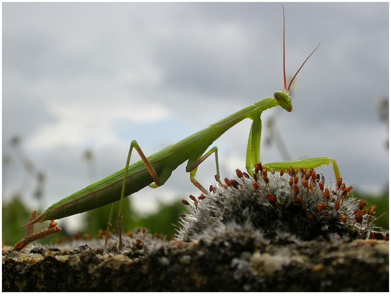 Europäische Gottesanbeterin - Mantis religiosa