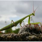 Europäische Gottesanbeterin - Mantis religiosa